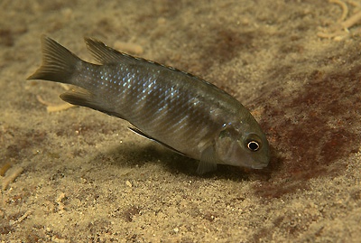 Tropheops sp. 'orange chest' Thumbi West Island